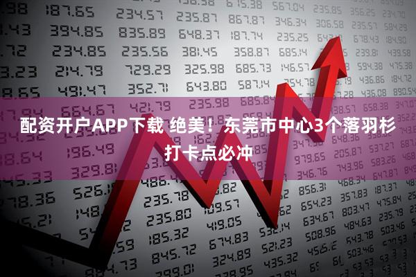 配资开户APP下载 绝美！东莞市中心3个落羽杉打卡点必冲